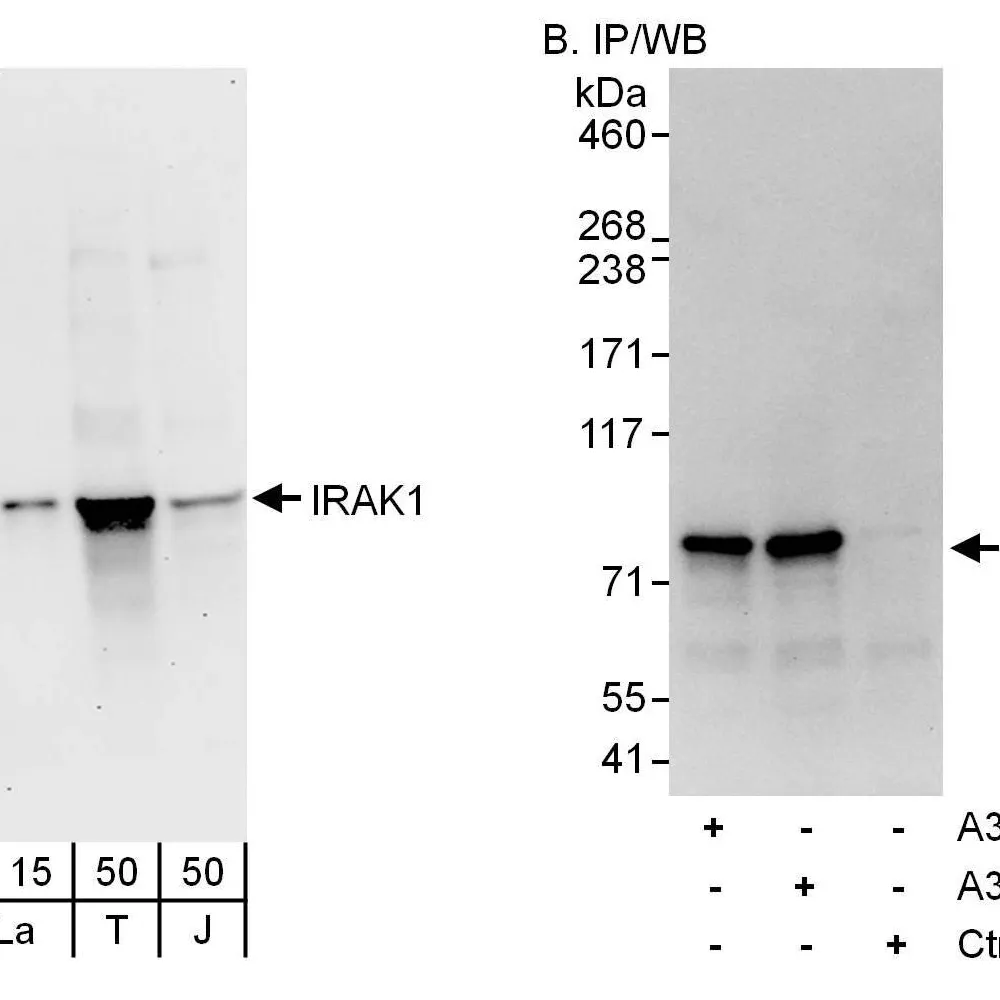 Rabbit anti-IRAK1 Antibody, Affinity Purified