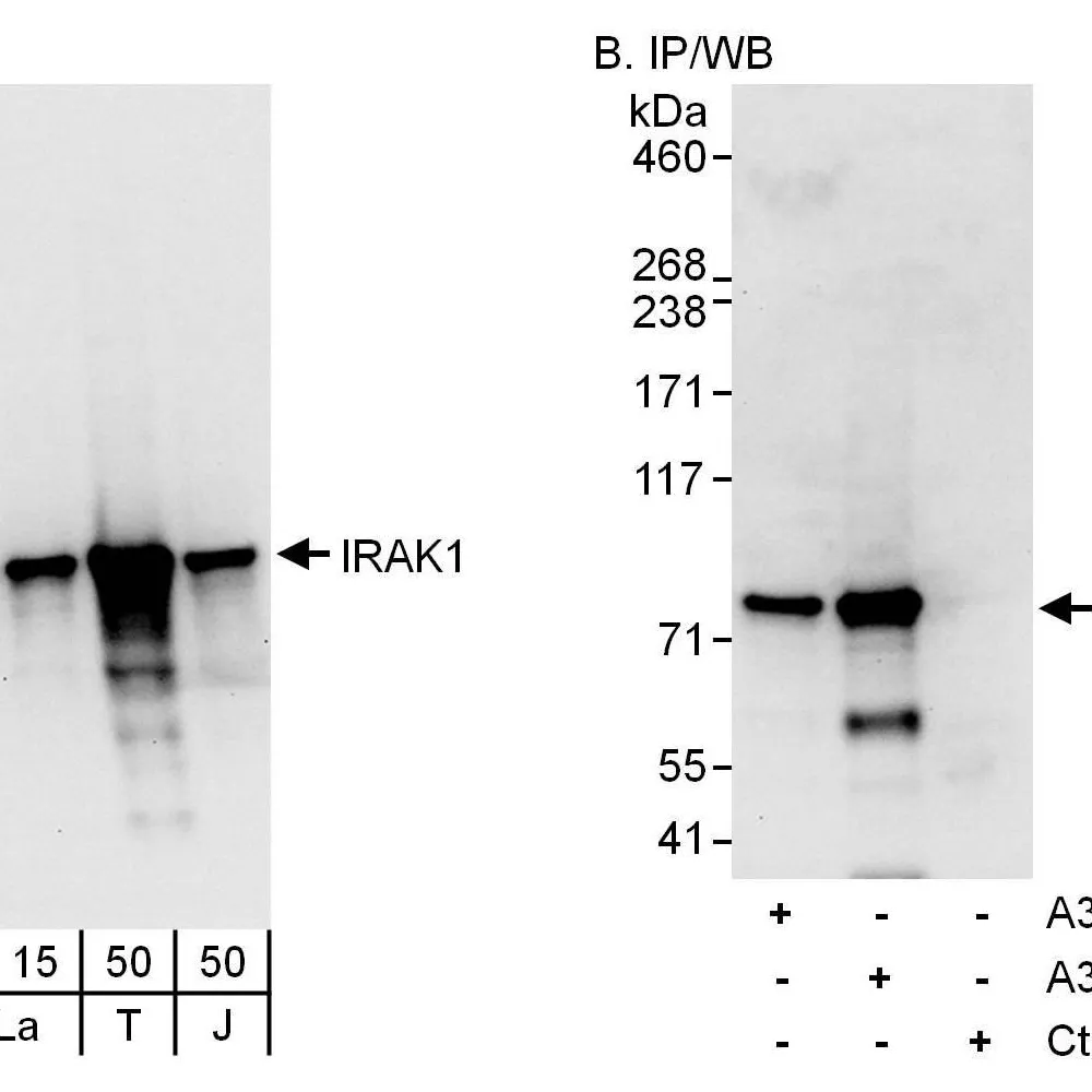 Rabbit anti-IRAK1 Antibody, Affinity Purified