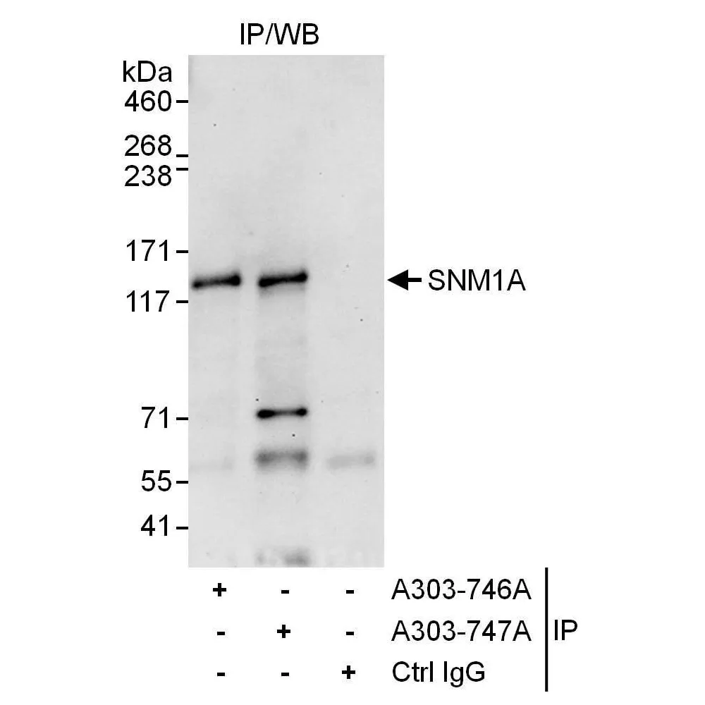 Rabbit anti-SNM1A Antibody, Affinity Purified