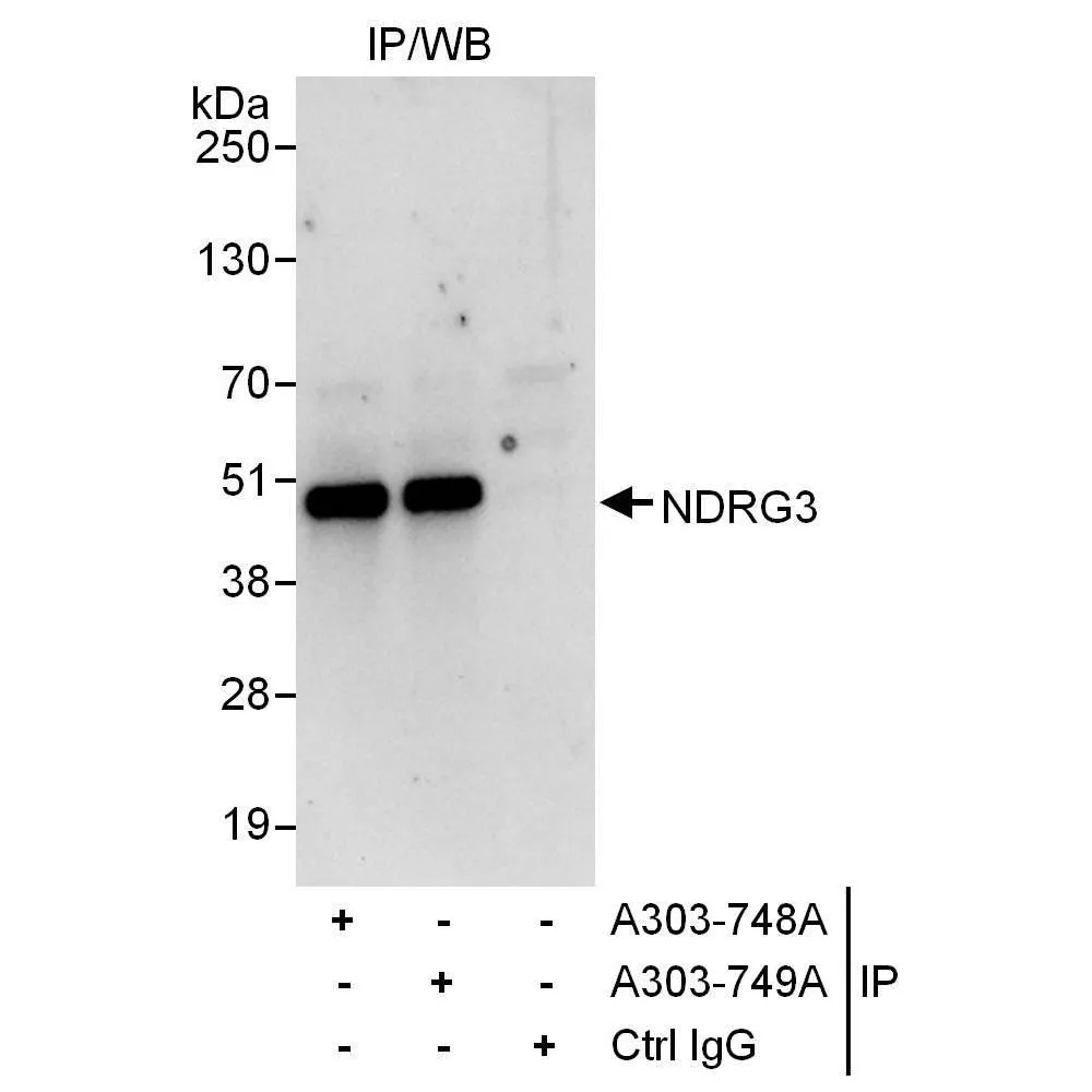 Rabbit anti-NDRG3 Antibody, Affinity Purified