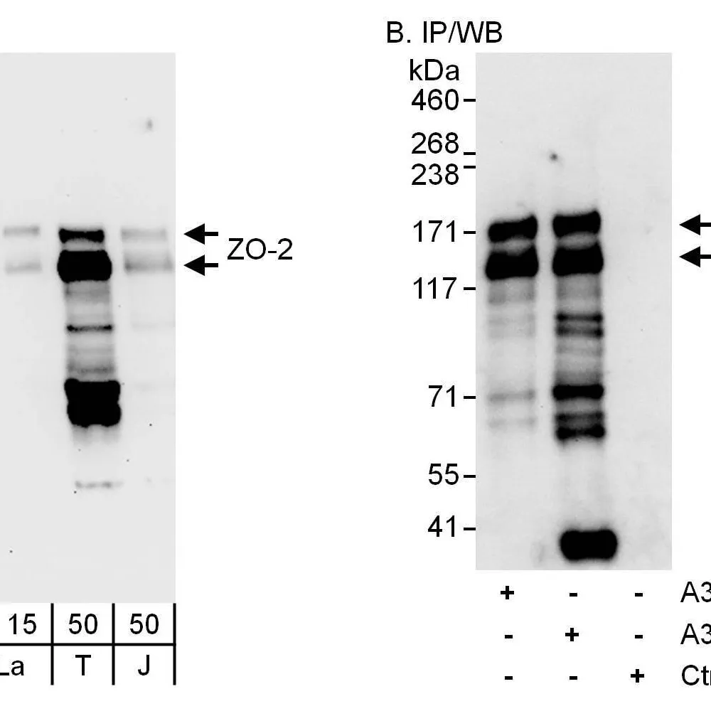 Rabbit anti-ZO-2 Antibody, Affinity Purified