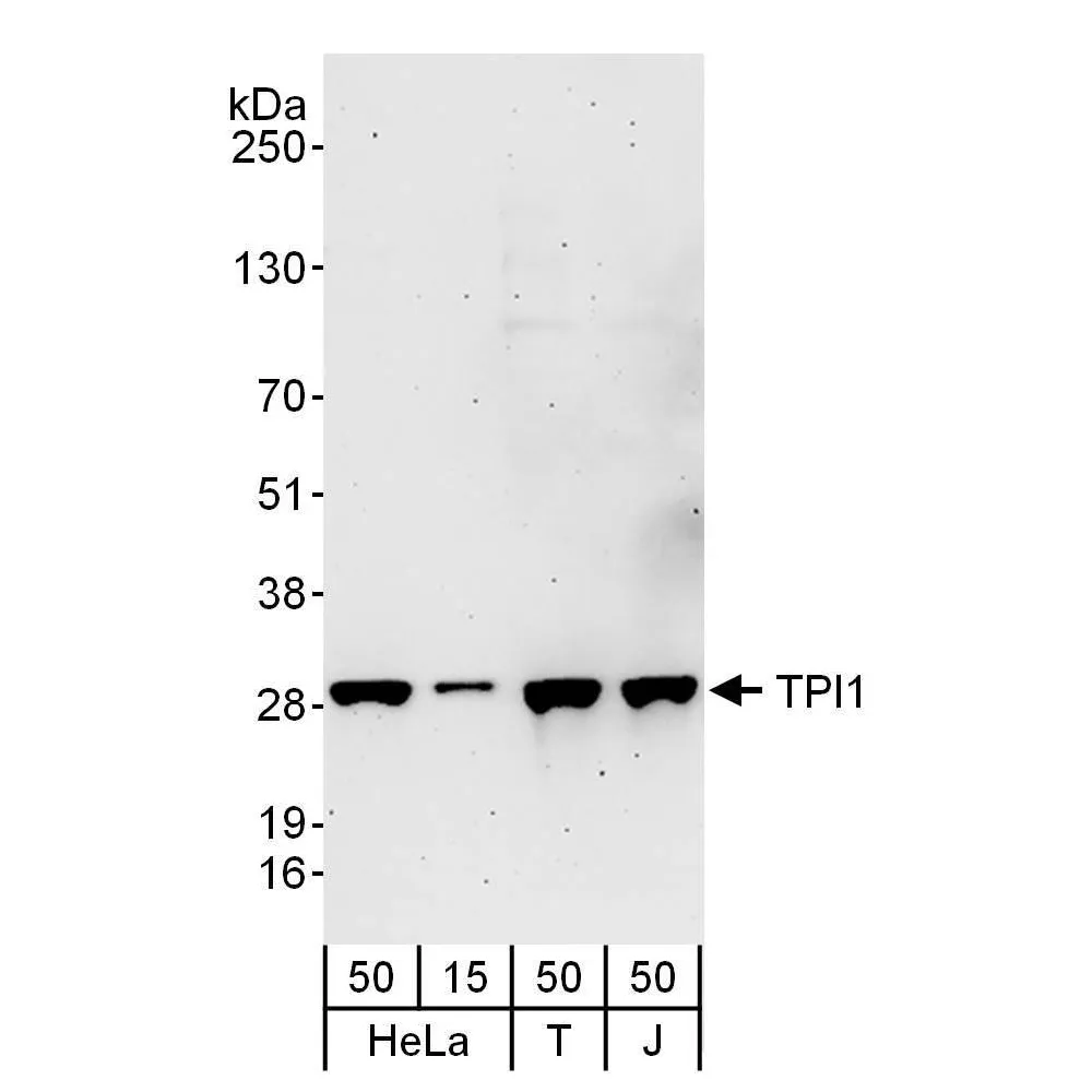 Rabbit anti-TPI1 Antibody, Affinity Purified