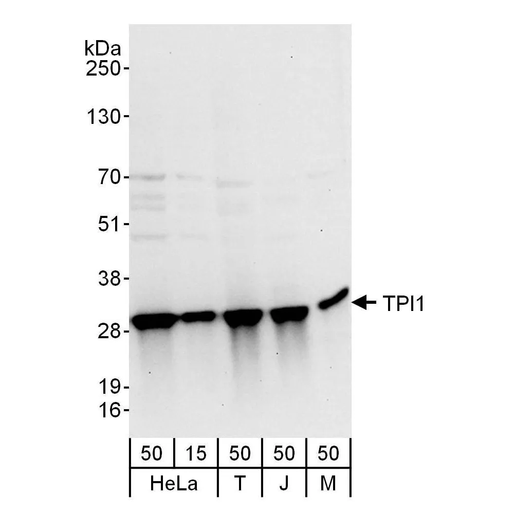 Rabbit anti-TPI1 Antibody, Affinity Purified
