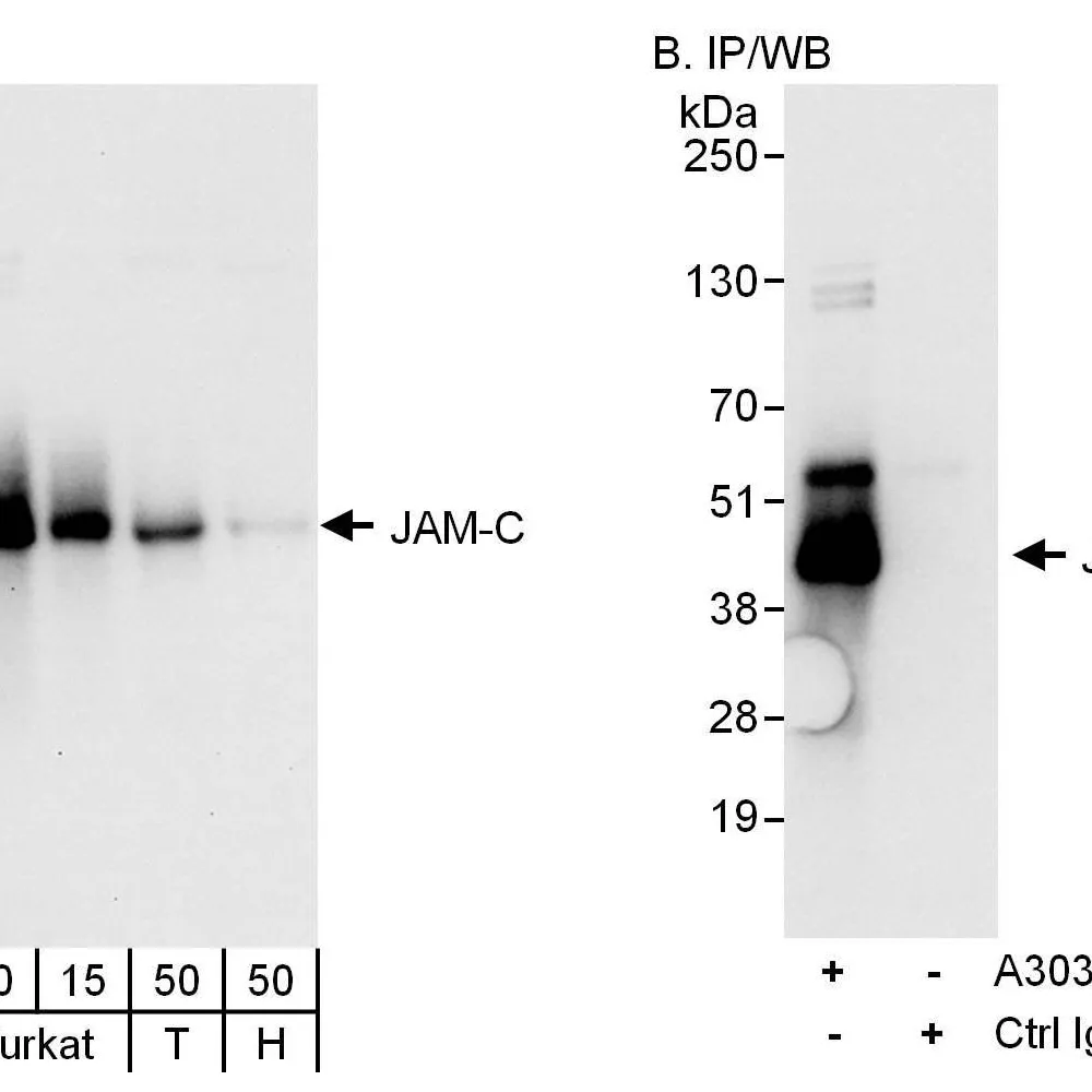 Rabbit anti-JAM-C Antibody, Affinity Purified