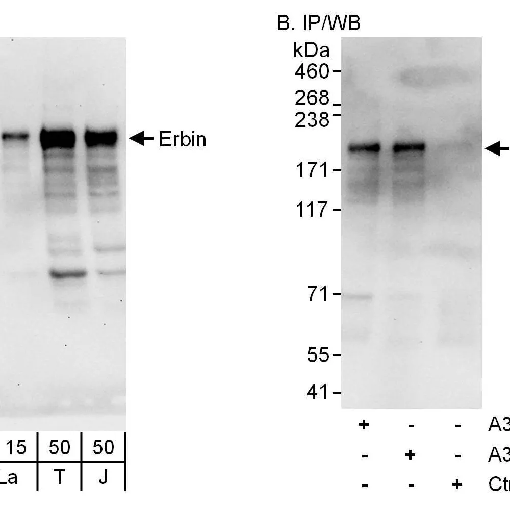Rabbit anti-Erbin Antibody, Affinity Purified