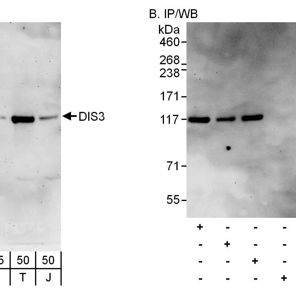 Rabbit anti-DIS3 Antibody, Affinity Purified