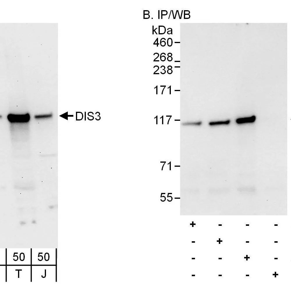 Rabbit anti-DIS3 Antibody, Affinity Purified