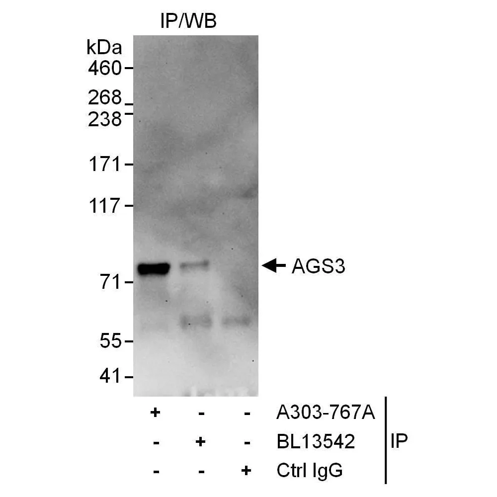 Rabbit anti-AGS3 Antibody, Affinity Purified