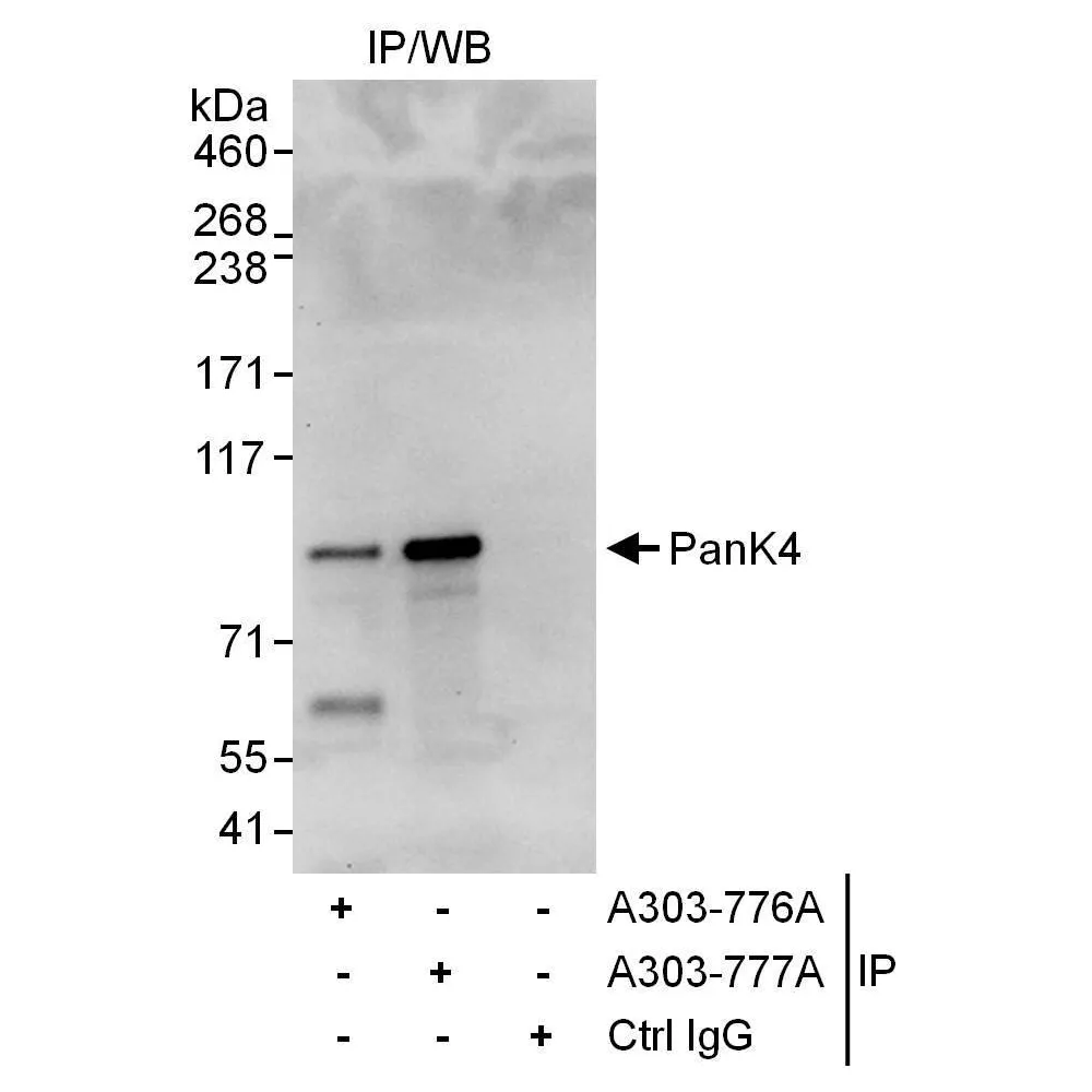 Rabbit anti-PanK4 Antibody, Affinity Purified