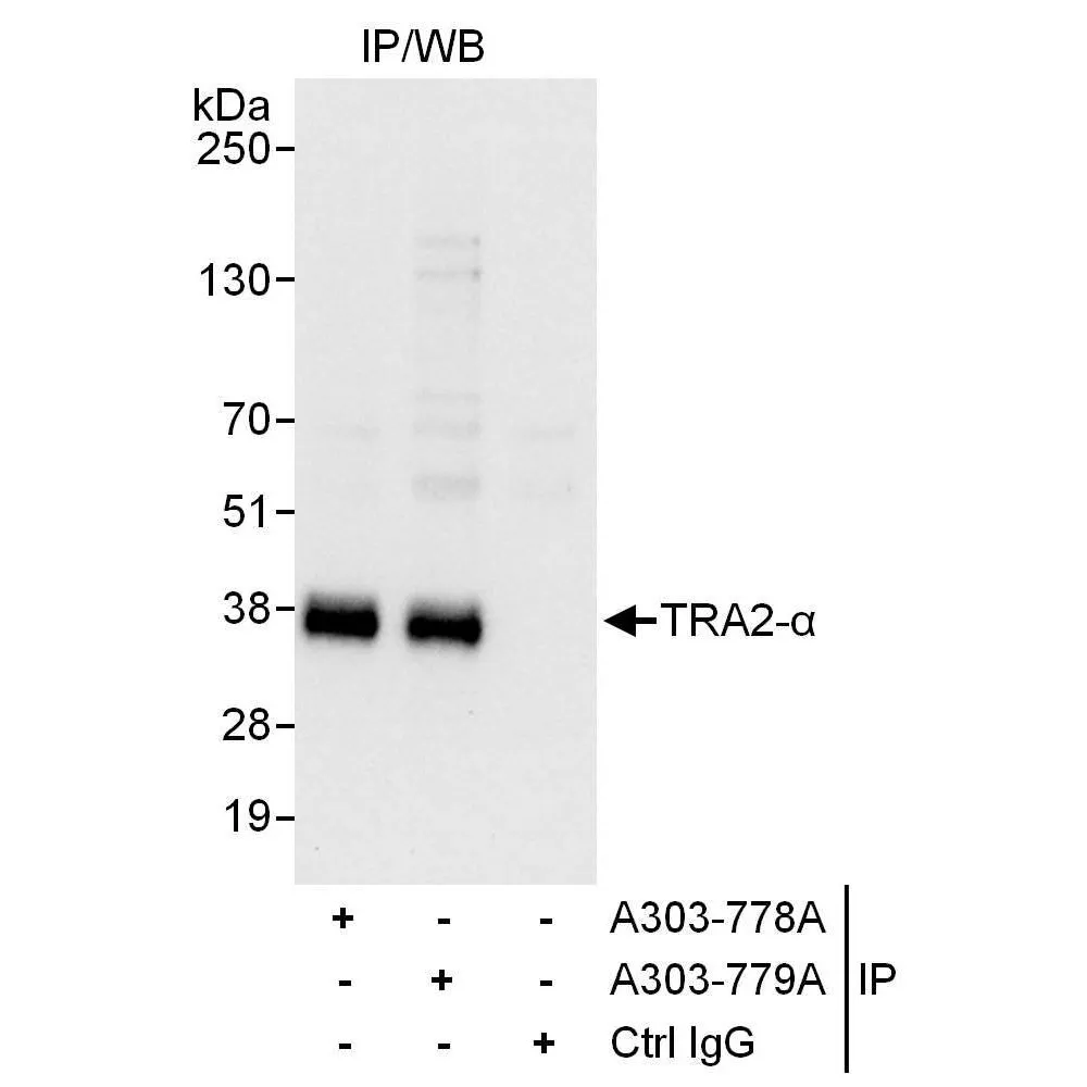 Rabbit anti-TRA2-alpha Antibody, Affinity Purified