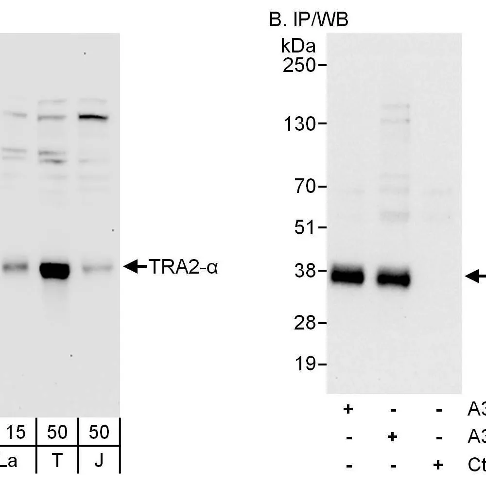 Rabbit anti-TRA2-alpha Antibody, Affinity Purified