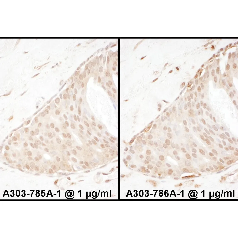 Rabbit anti-Beta-Arrestin 2 Antibody, Affinity Purified