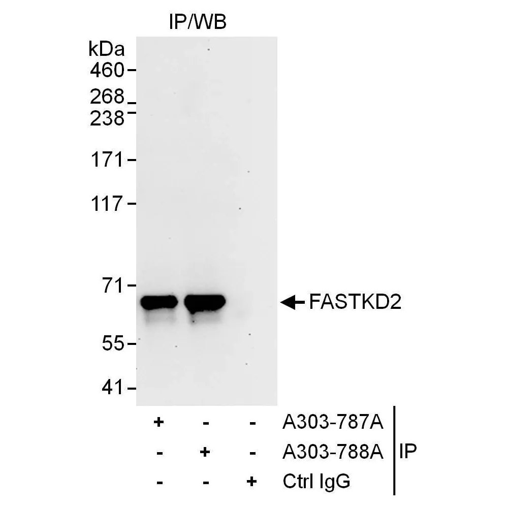 Rabbit anti-FASTKD2 Antibody, Affinity Purified