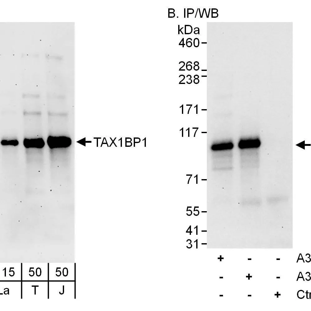 Rabbit anti-TAX1BP1 Antibody, Affinity Purified