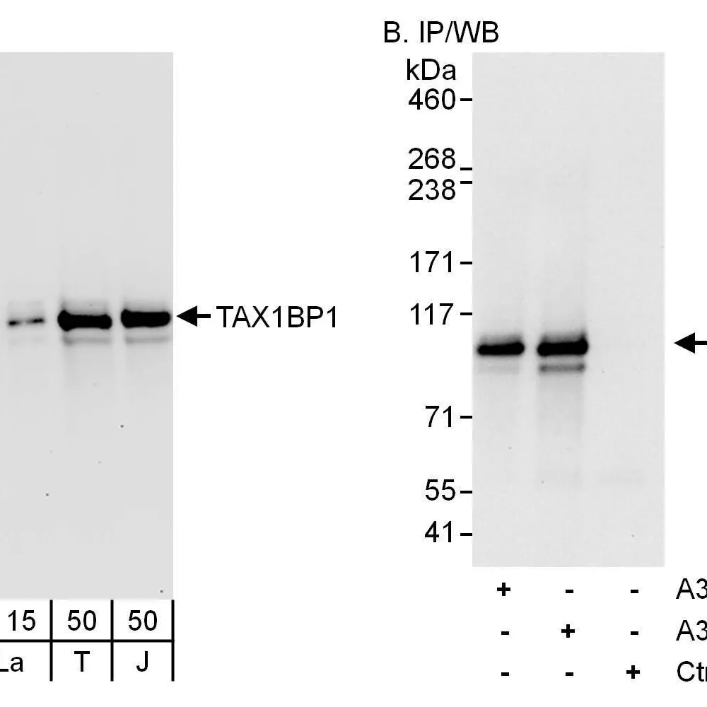 Rabbit anti-TAX1BP1 Antibody, Affinity Purified