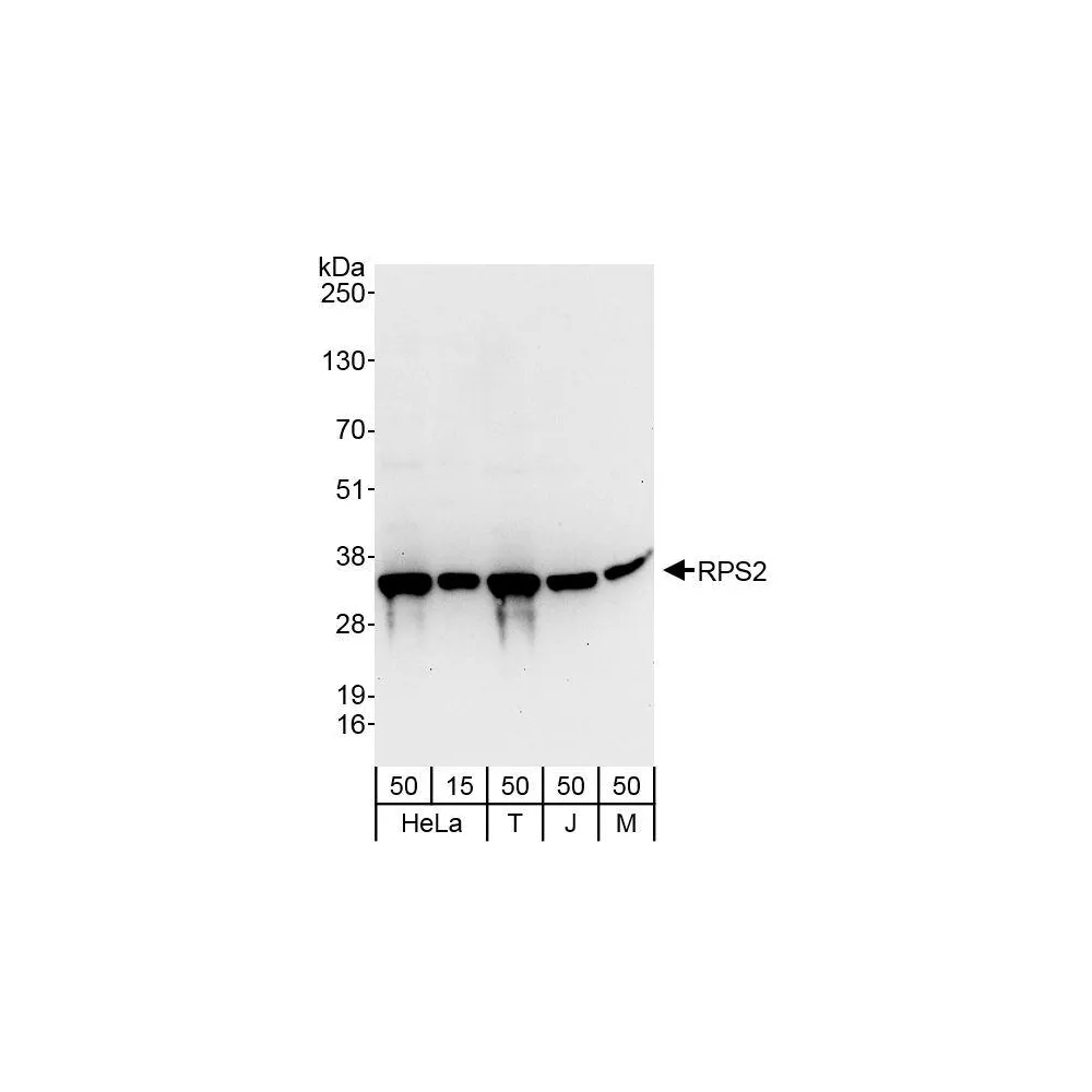 Rabbit anti-RPS2 Antibody, Affinity Purified