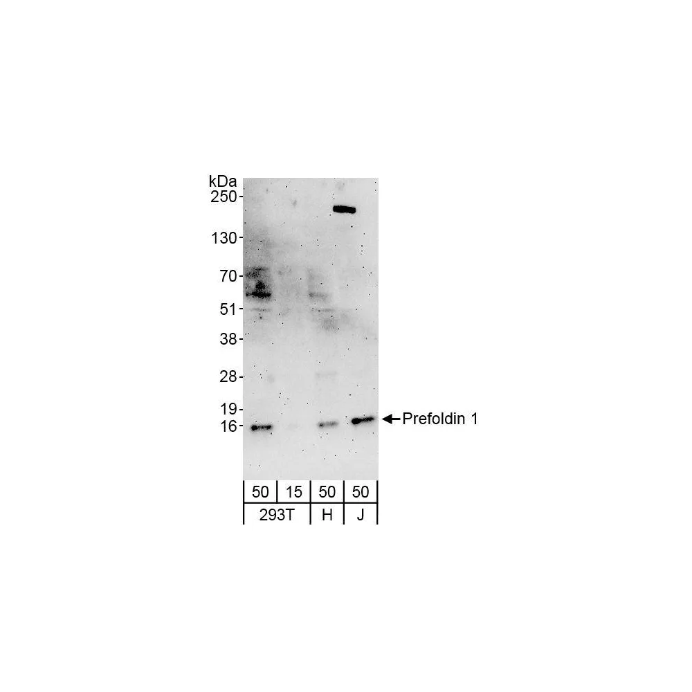 Rabbit anti-Prefoldin 1 Antibody, Affinity Purified