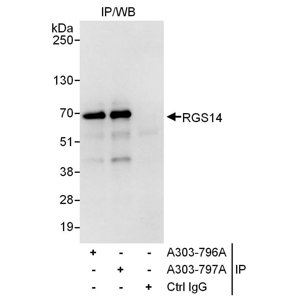 Rabbit anti-RGS14 Antibody, Affinity Purified