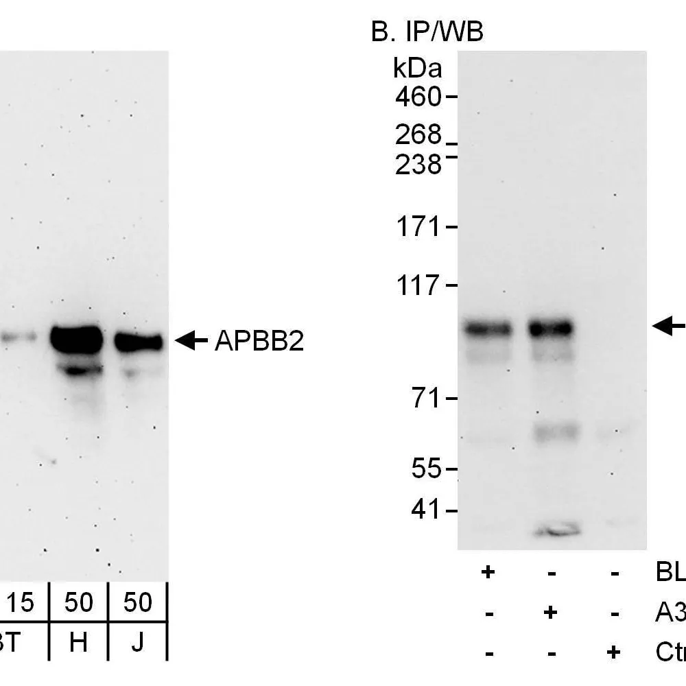 Rabbit anti-APBB2 Antibody, Affinity Purified
