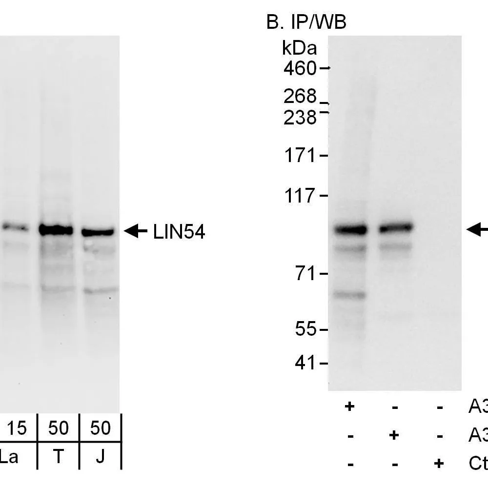 Rabbit anti-LIN54 Antibody, Affinity Purified