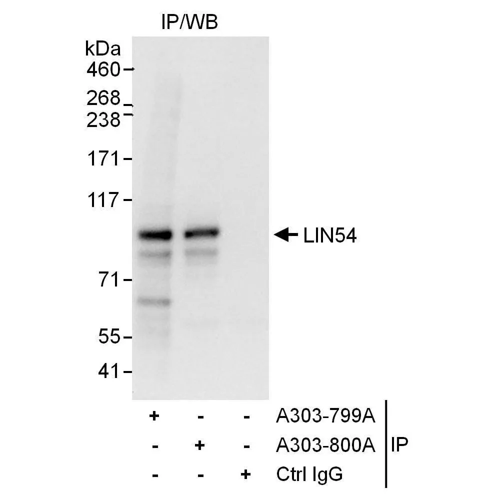 Rabbit anti-LIN54 Antibody, Affinity Purified