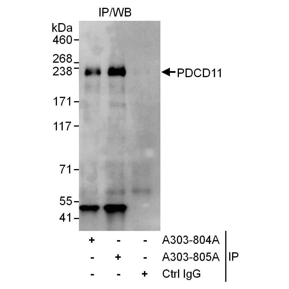 Rabbit anti-PDCD11 Antibody, Affinity Purified