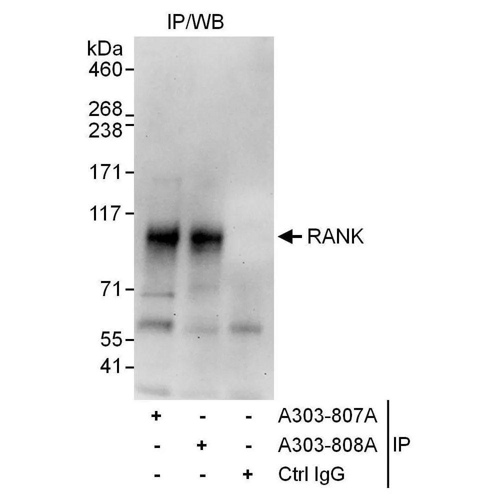 Rabbit anti-RANK Antibody, Affinity Purified
