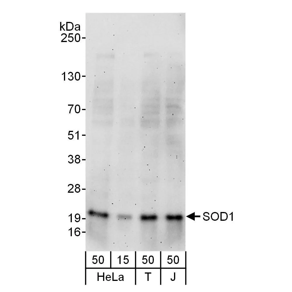 Rabbit anti-SOD1 Antibody, Affinity Purified
