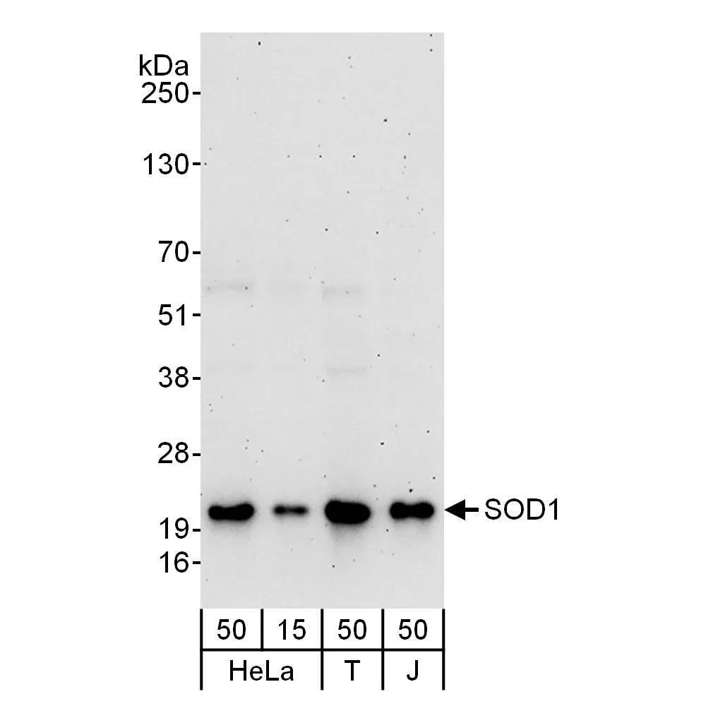 Rabbit anti-SOD1 Antibody, Affinity Purified