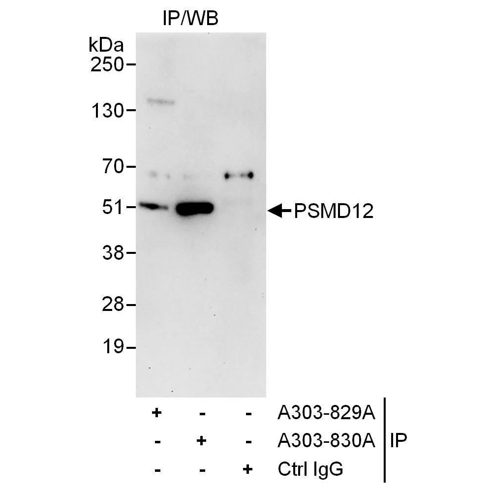 Rabbit anti-PSMD12 Antibody, Affinity Purified