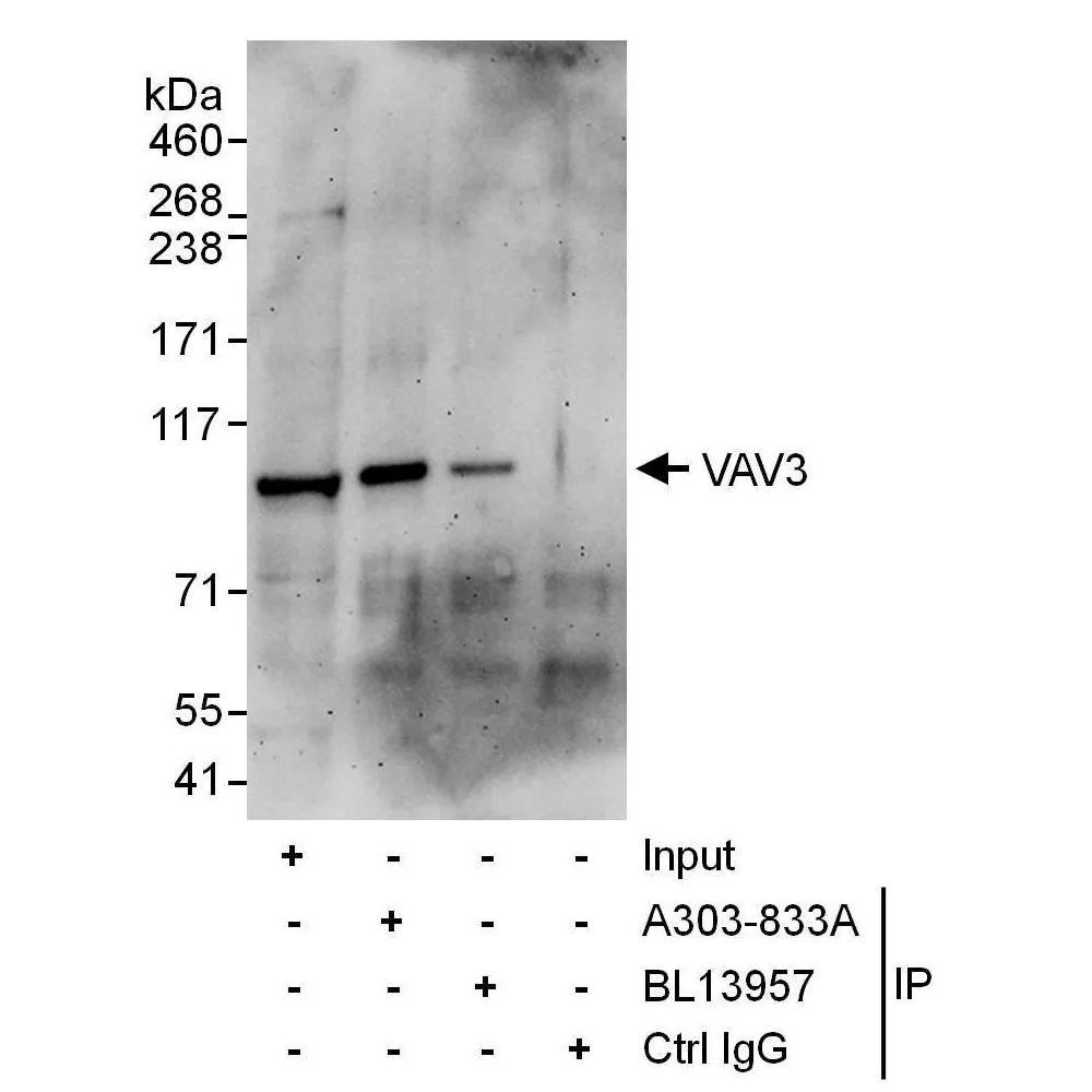 Rabbit anti-VAV3 Antibody, Affinity Purified