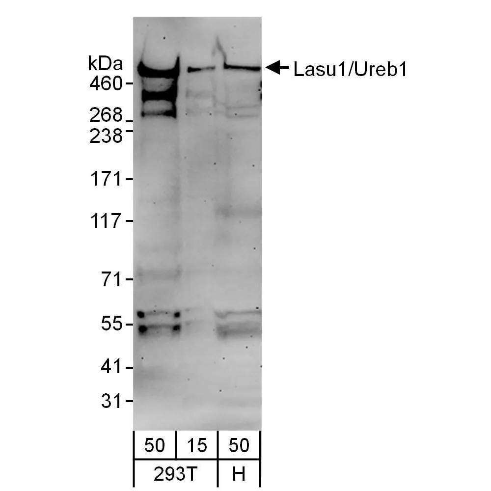 Goat anti-Lasu1/Ureb1 Antibody, Affinity Purified