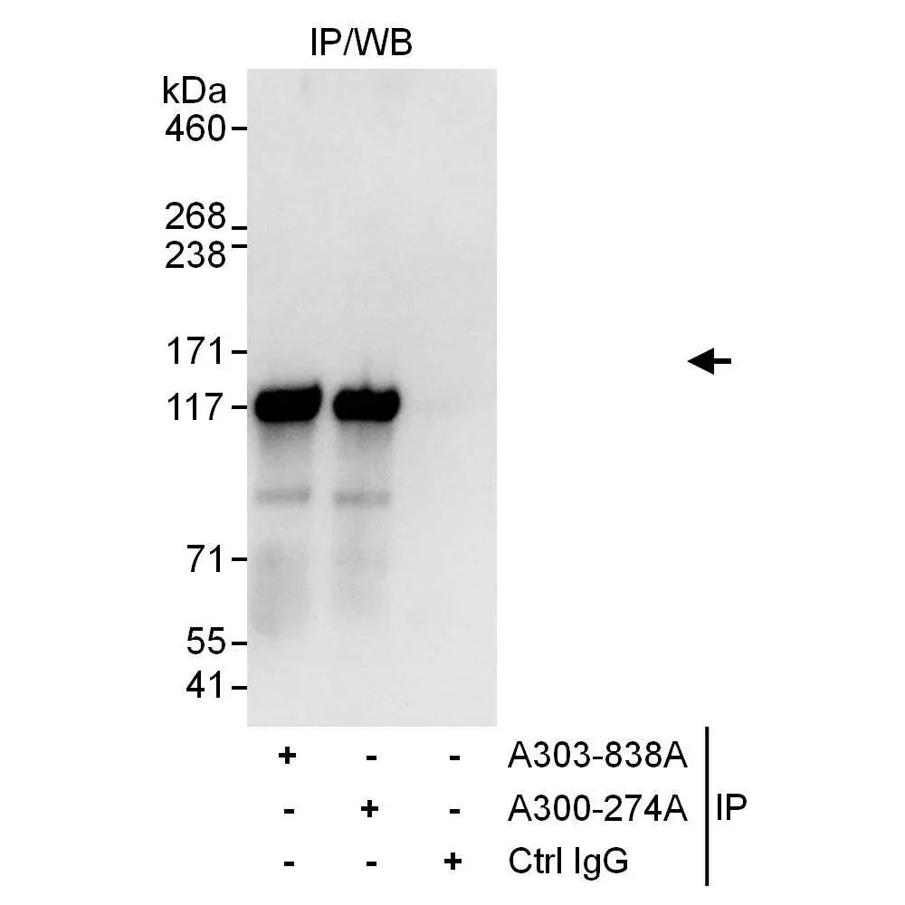 Goat anti-KAP-1 Antibody, Affinity Purified