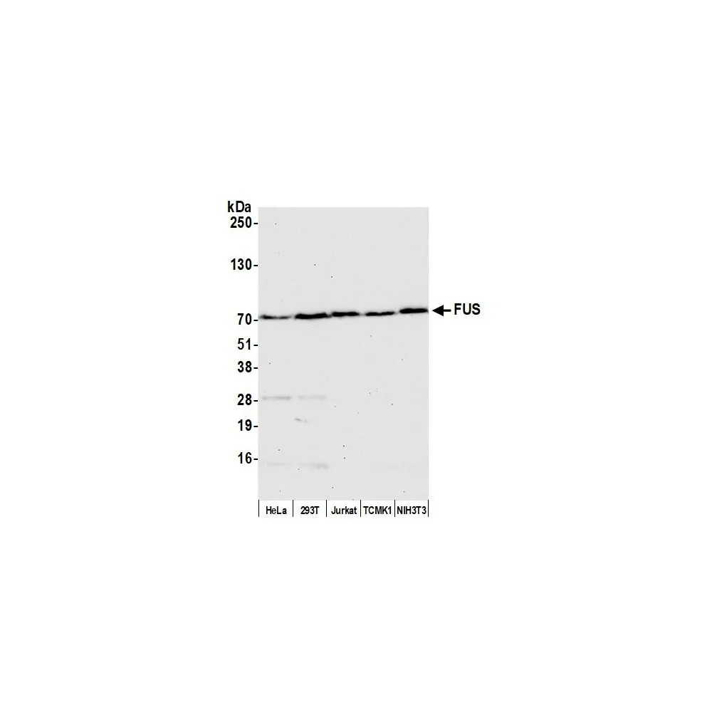 Goat anti-FUS Antibody, Affinity Purified