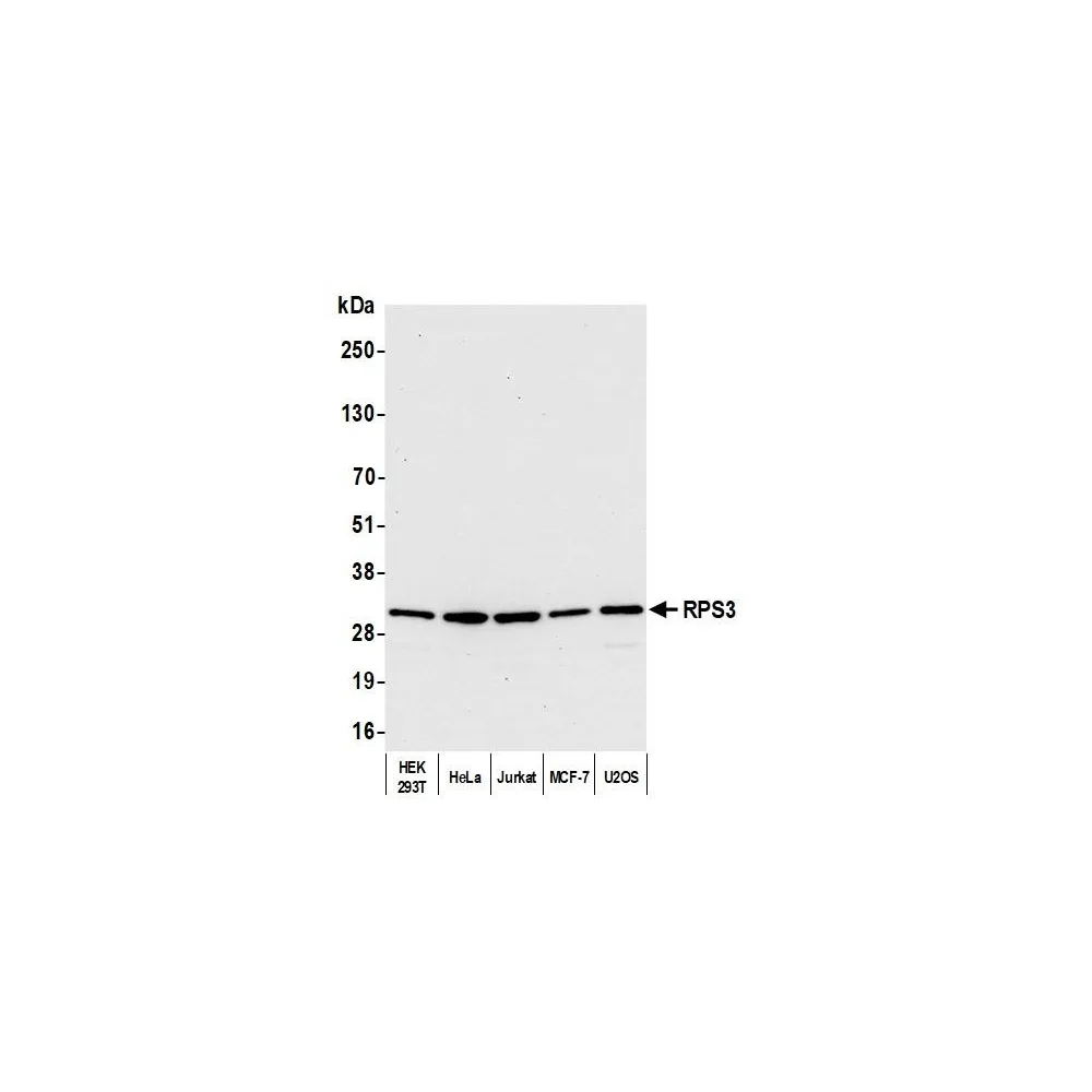 Rabbit anti-RPS3 Antibody, Affinity Purified