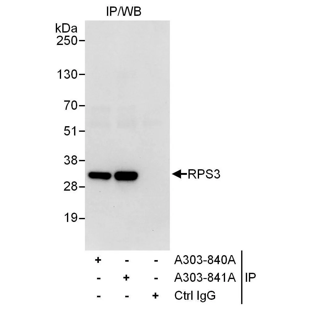 Rabbit anti-RPS3 Antibody, Affinity Purified