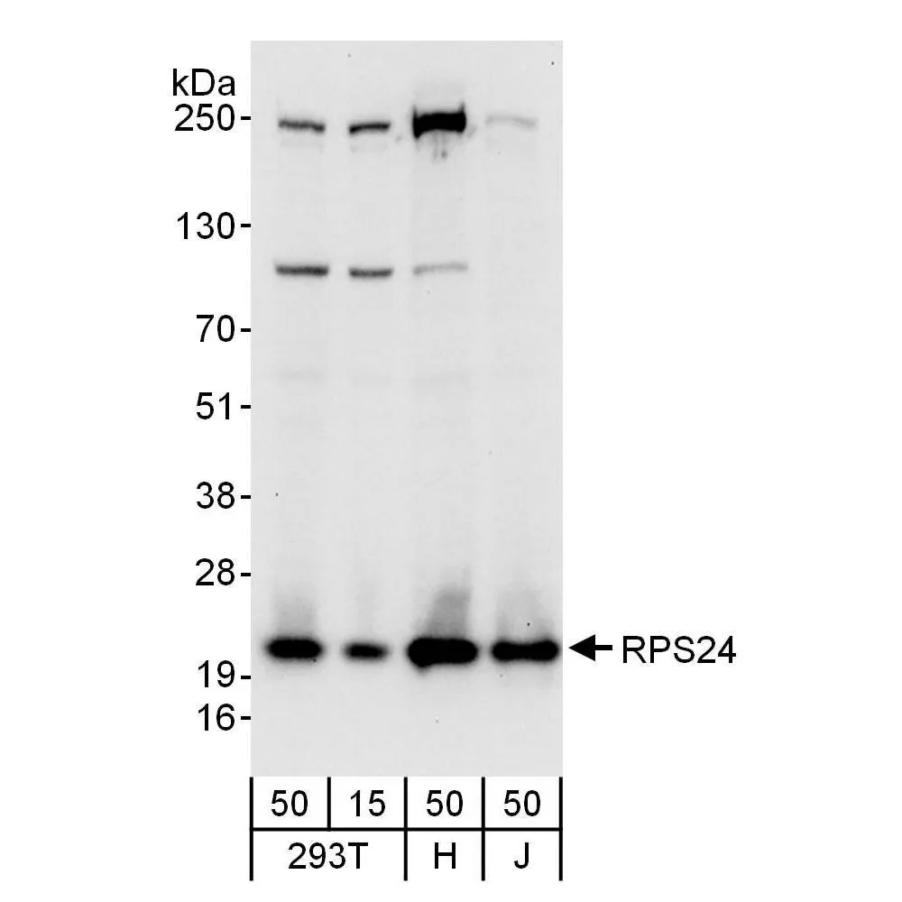 Rabbit anti-RPS24 Antibody, Affinity Purified