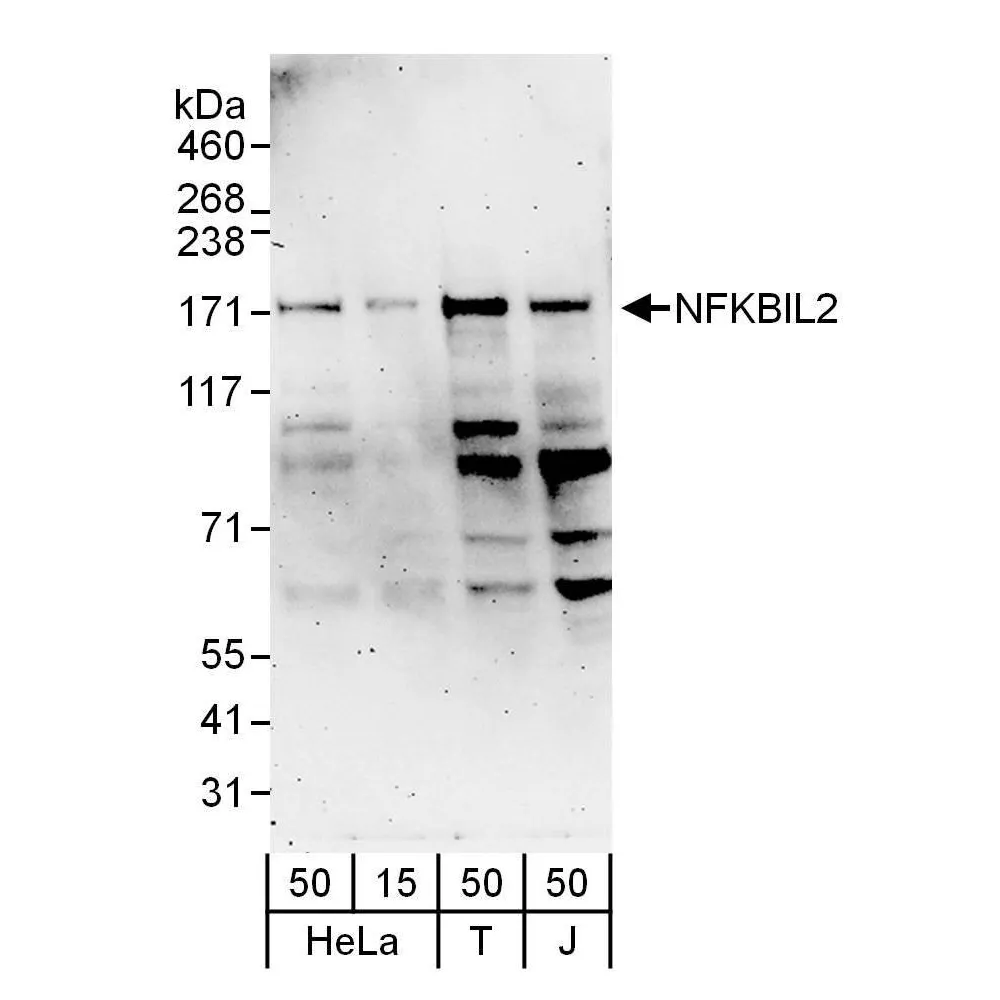 Rabbit anti-NFKBIL2 Antibody, Affinity Purified