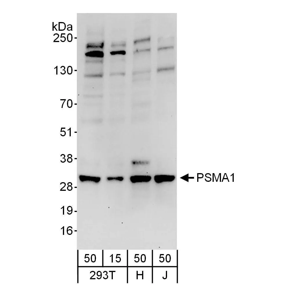 Rabbit anti-PSMA1 Antibody, Affinity Purified