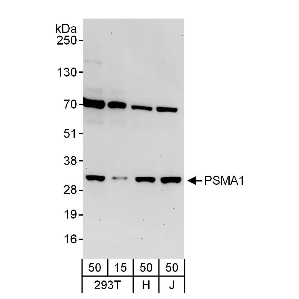 Rabbit anti-PSMA1 Antibody, Affinity Purified