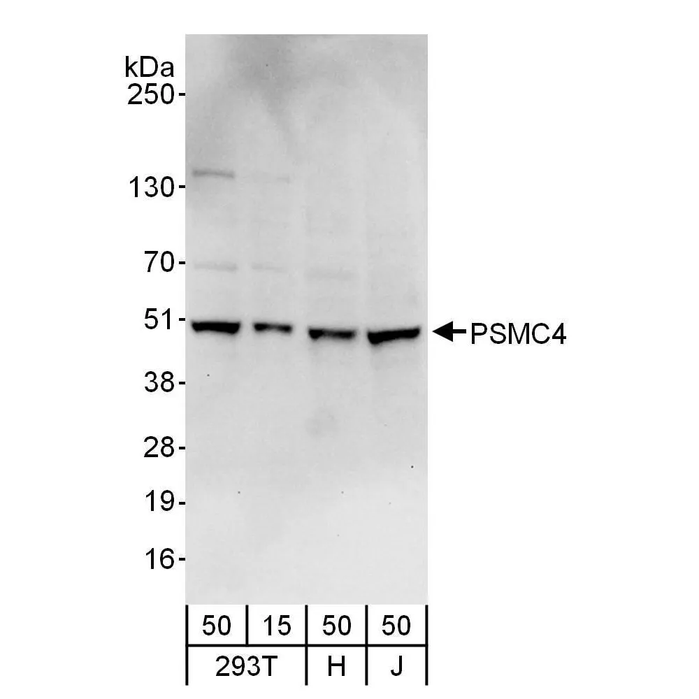 Rabbit anti-PSMC4 Antibody, Affinity Purified