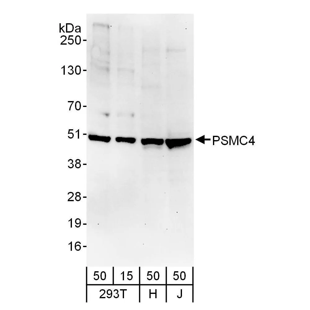 Rabbit anti-PSMC4 Antibody, Affinity Purified