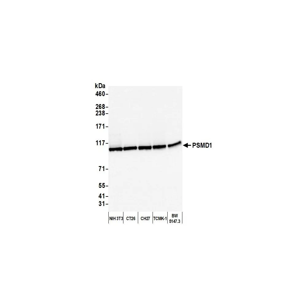 Rabbit anti-PSMD1 Antibody, Affinity Purified