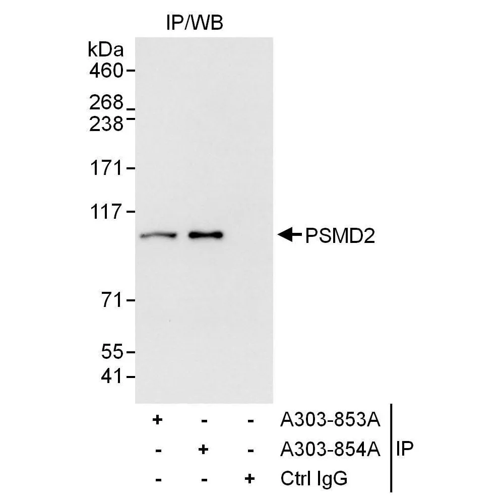 Rabbit anti-PSMD2 Antibody, Affinity Purified