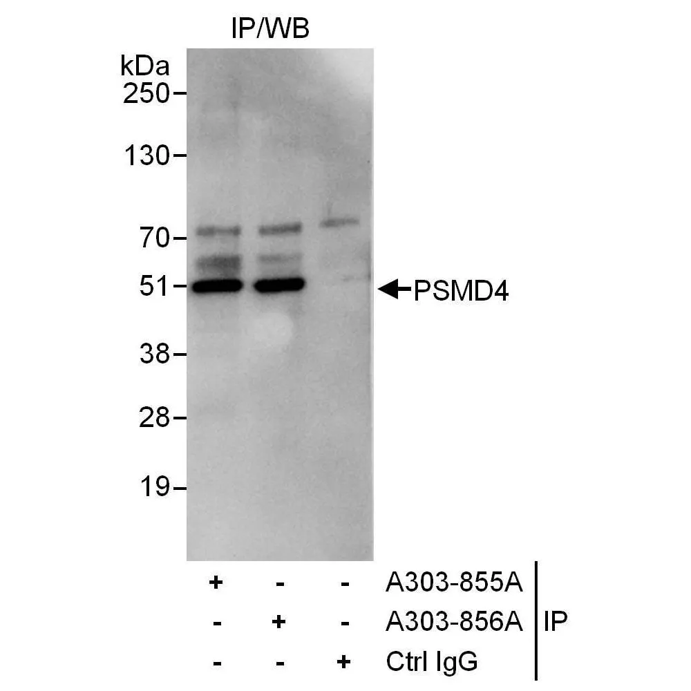 Rabbit anti-PSMD4 Antibody, Affinity Purified