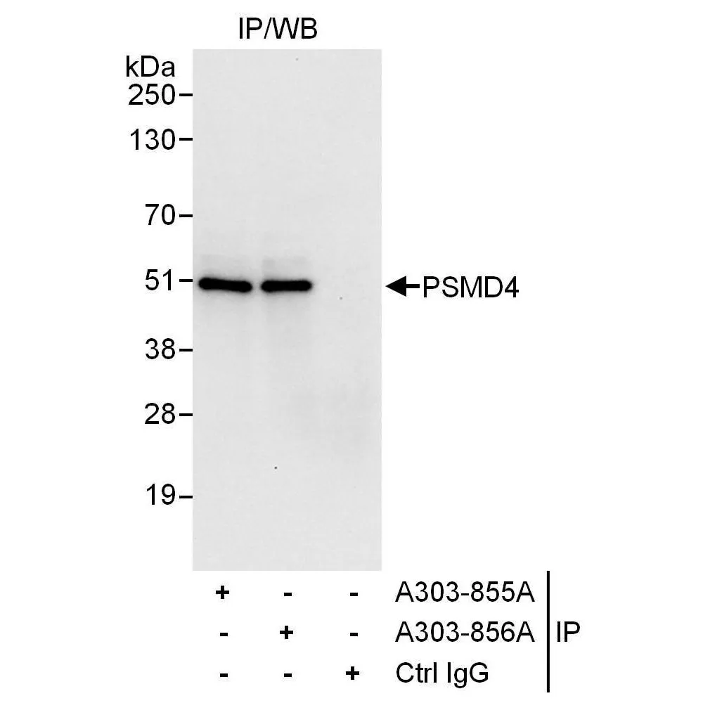 Rabbit anti-PSMD4 Antibody, Affinity Purified