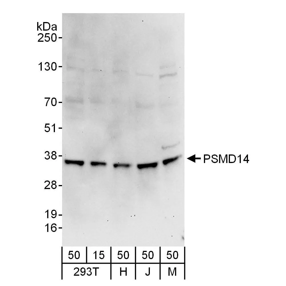 Rabbit anti-PSMD14 Antibody, Affinity Purified