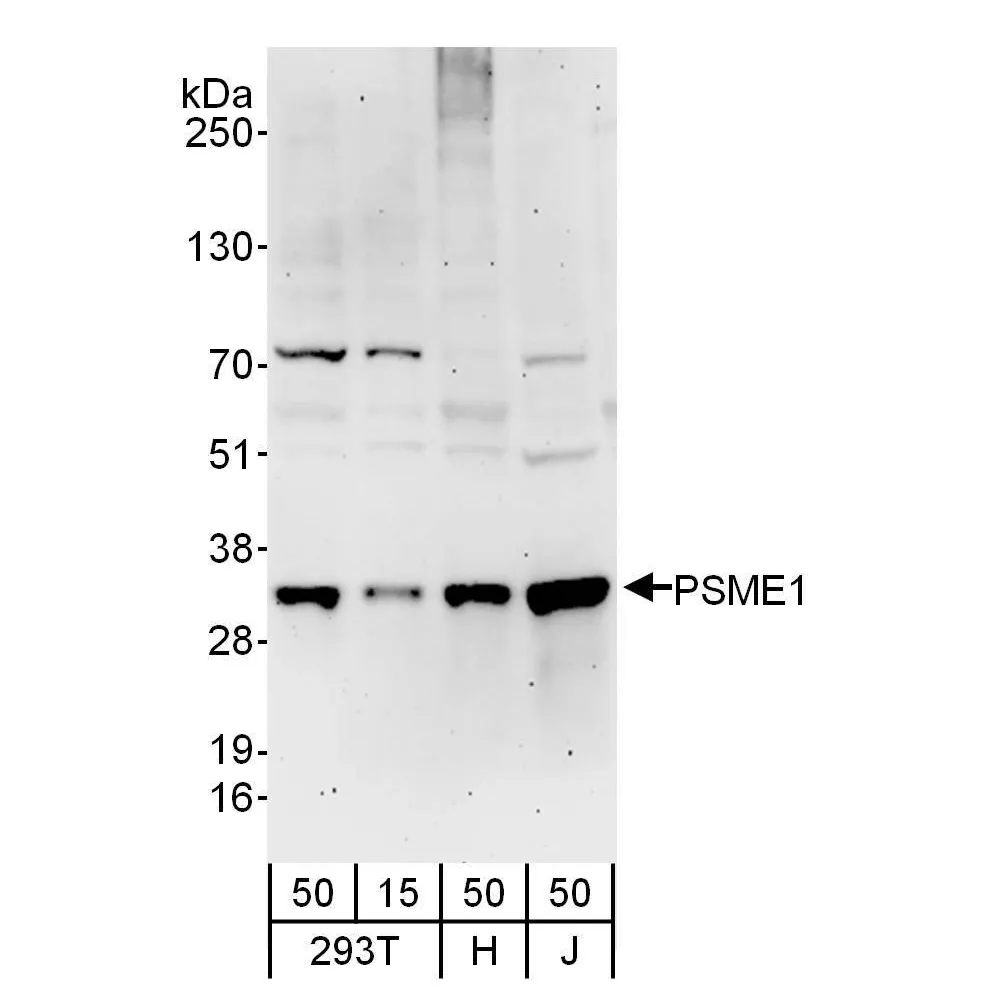 Rabbit anti-PSME1 Antibody, Affinity Purified