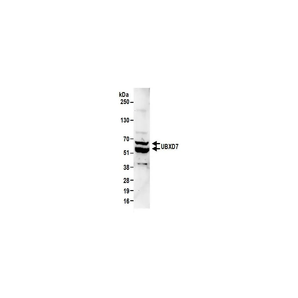 Rabbit anti-UBXD7 Antibody, Affinity Purified