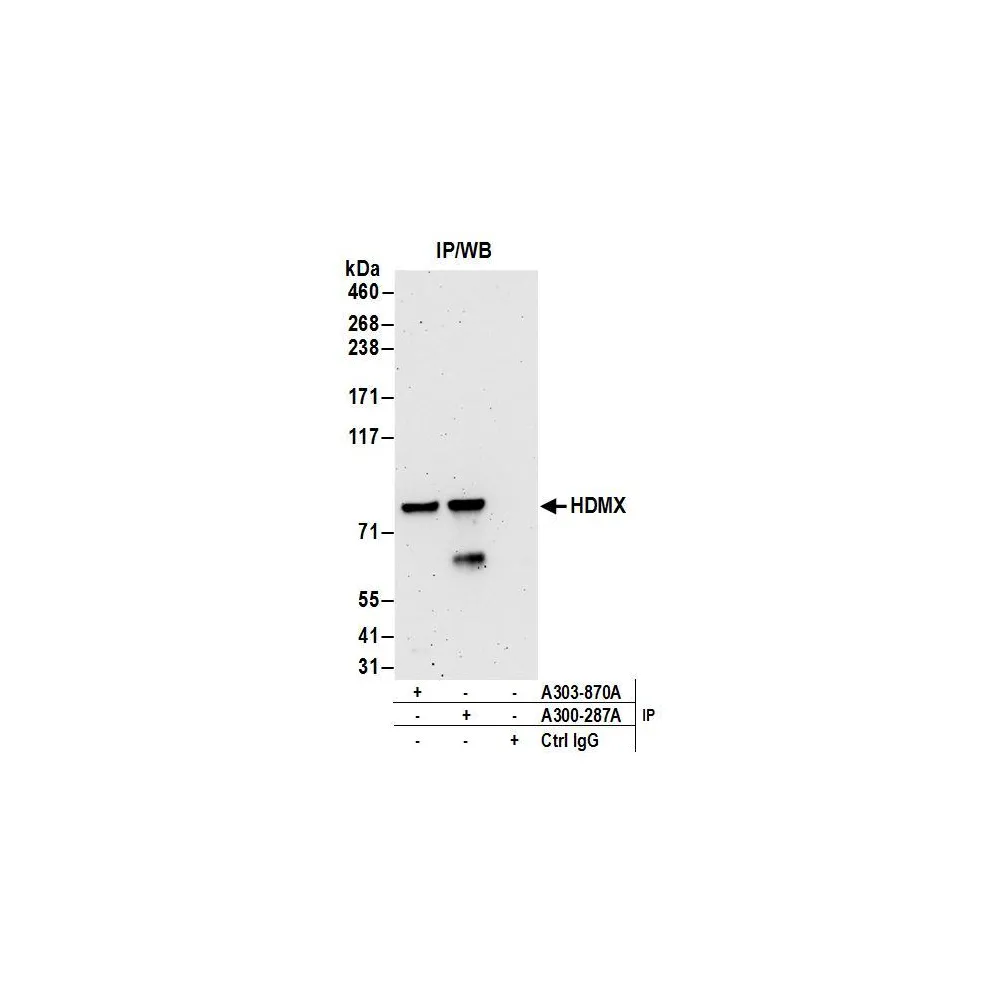 Goat anti-HdmX/MDM4 Antibody, Affinity Purified